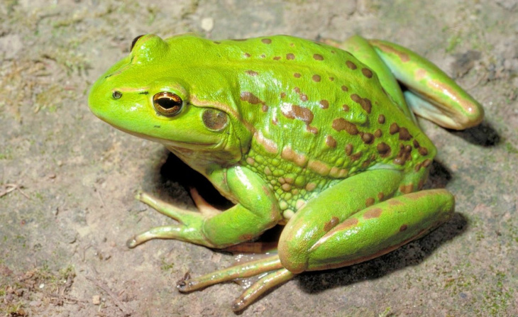 Hình ảnh Một Con ếch Dễ Thương Có Một Vương Miện Trên đỉnh đầu PNG Miễn Phí  Tải Về  Lovepik