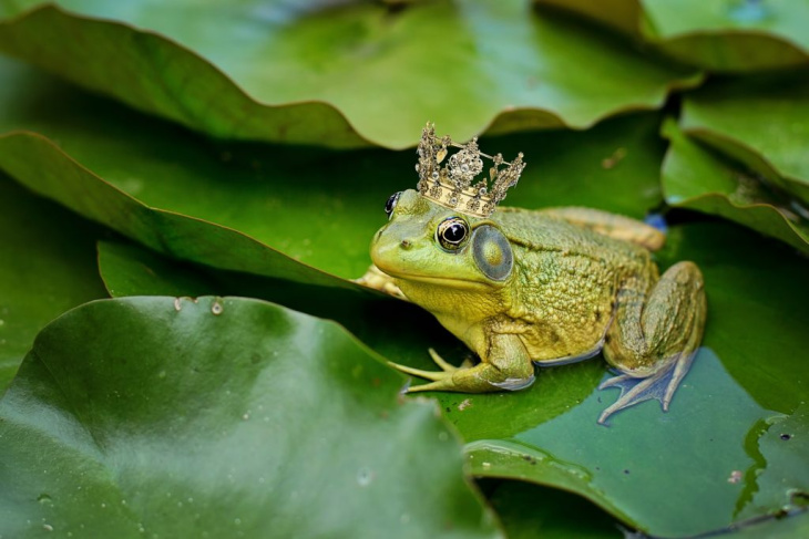 homestay, 101+ hình ảnh con ếch xanh đẹp, chế ảnh ếch hot hiện nay