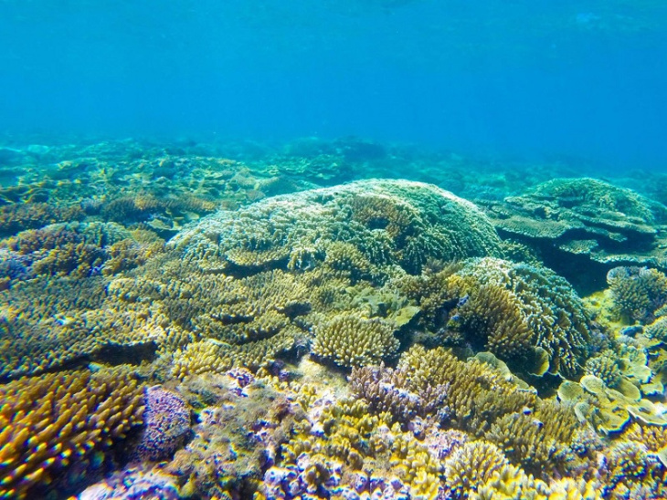 lặn san hô quy nhơn, khám phá, lặn san hô quy nhơn - trải nghiệm dịch vụ du lịch mới nổi