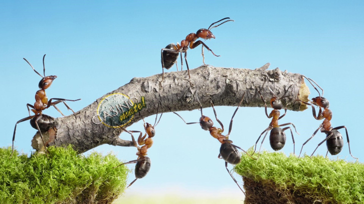 homestay, 200+ hình con kiến đẹp dễ thương đầy màu sắc trên thế giới