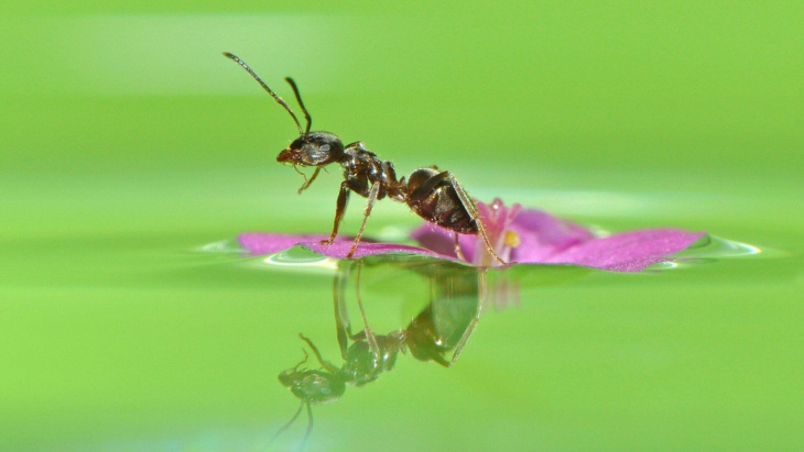 homestay, 200+ hình con kiến đẹp dễ thương đầy màu sắc trên thế giới