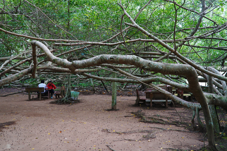 cần thơ, cây gừa, giàn gừa, tour miền tây, điểm đến, chiêm ngưỡng cây gừa cổ thụ trăm nhánh độc lạ ở cần thơ