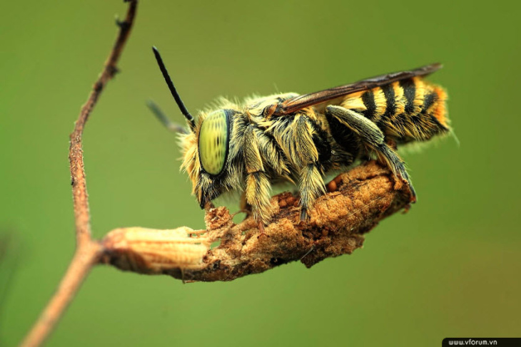 khám phá, trải nghiệm, 95+ hình ảnh con ong đẹp hút hồn, sống động nhất hiện nay
