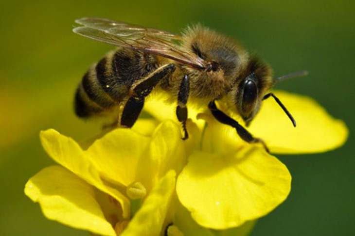 khám phá, trải nghiệm, 95+ hình ảnh con ong đẹp hút hồn, sống động nhất hiện nay