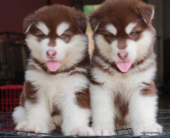 Hình ảnh chó alaska đẹp và to lớn nhất tiêu chuẩn để lựa chọn một chú chó  alaska đẹp