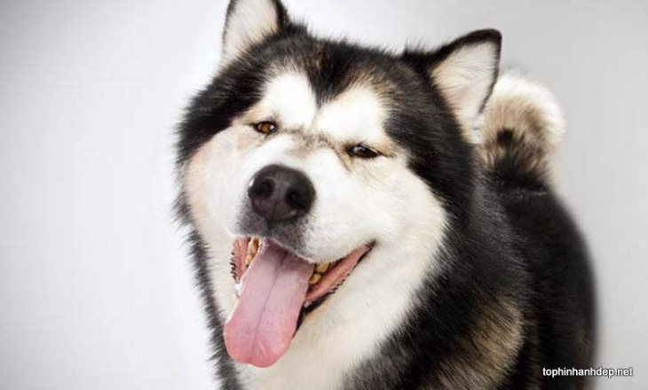 Hình ảnh chó Alaska Malamute và đặc điểm giống chó Alaska