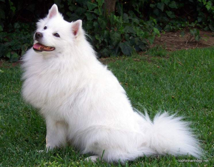 homestay, 299+ hình ảnh chó alaskan trắng, đẹp hút hồn độc nhất 2023