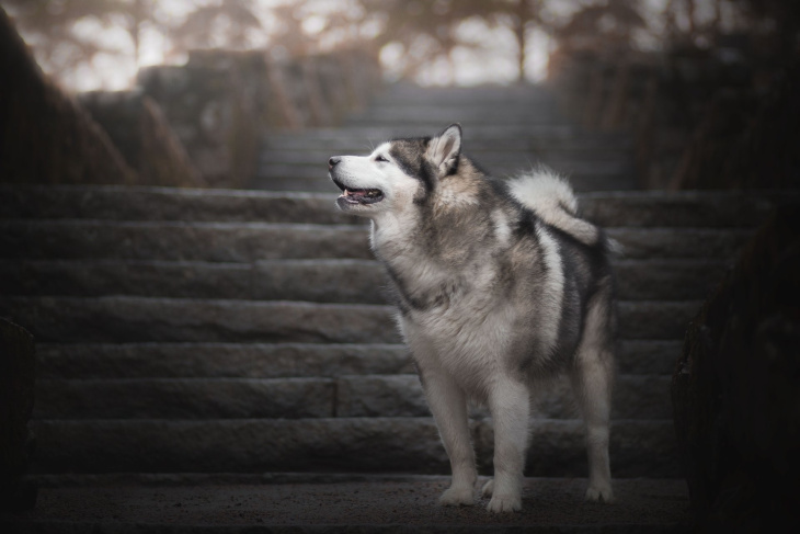 homestay, 299+ hình ảnh chó alaskan trắng, đẹp hút hồn độc nhất 2023