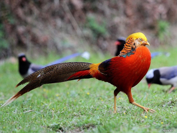 Giáp chim” tiết lộ bí quyết nuôi trĩ bảy màu sinh sản