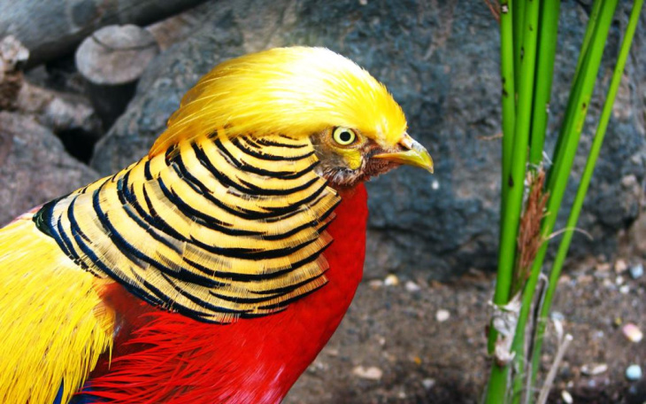 homestay, 55+ hình ảnh chim trĩ đỏ, trắng,xanh, 7 màu hot nhất 2023