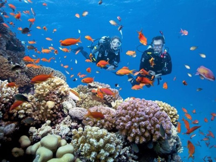 lặn ngắm san hô phú quốc, khám phá, lặn ngắm san hô phú quốc: khám phá thiên nhiên kì vĩ