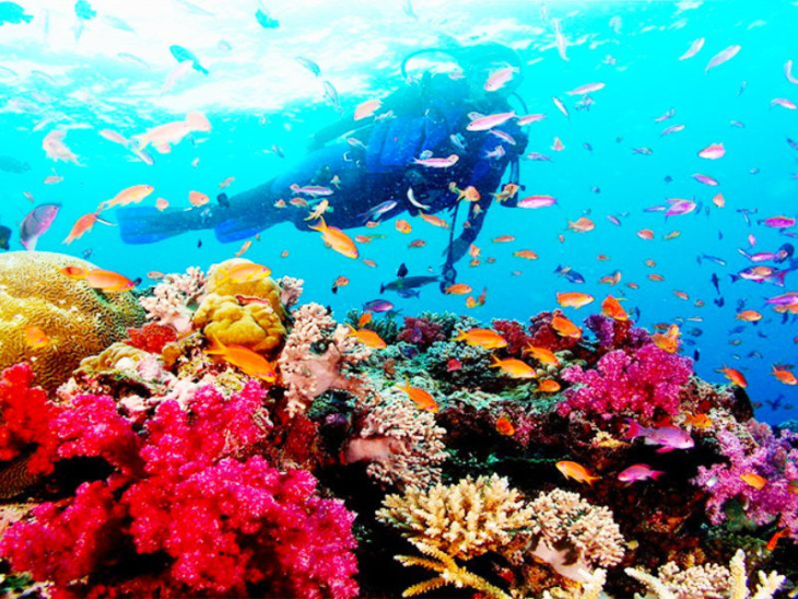 lặn ngắm san hô phú quốc, khám phá, lặn ngắm san hô phú quốc: khám phá thiên nhiên kì vĩ