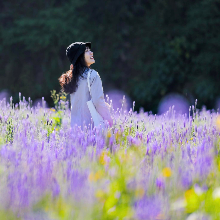 vườn hoa lavender túi thương nhớ đà lạt – điểm đến không thể lỡ mùa này