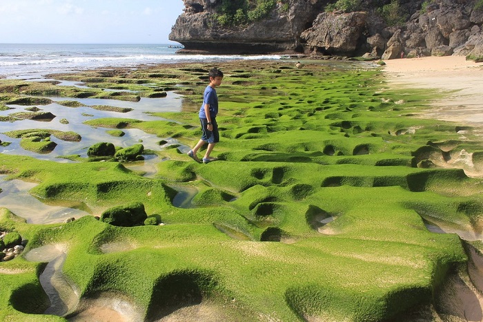 kỳ diệu những bãi biển rêu xanh phủ kín trên khắp thế giới