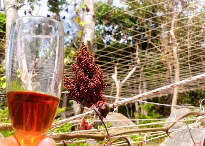 rượu nho rừng côn đảo, khám phá, trải nghiệm, thưởng thức đặc sản rượu nho rừng côn đảo vừa ngon, vừa tốt cho sức khỏe