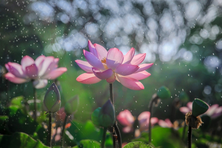homestay, bộ sưu tập 199 hình ảnh hoa sen tuyệt đẹp, sắc nét nhìn là mê
