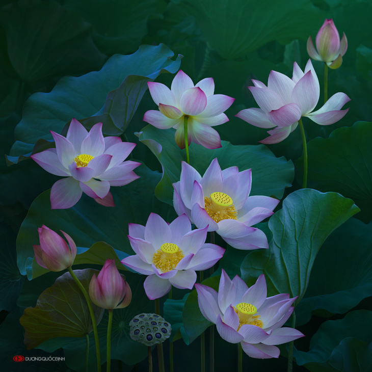 homestay, bộ sưu tập 199 hình ảnh hoa sen tuyệt đẹp, sắc nét nhìn là mê