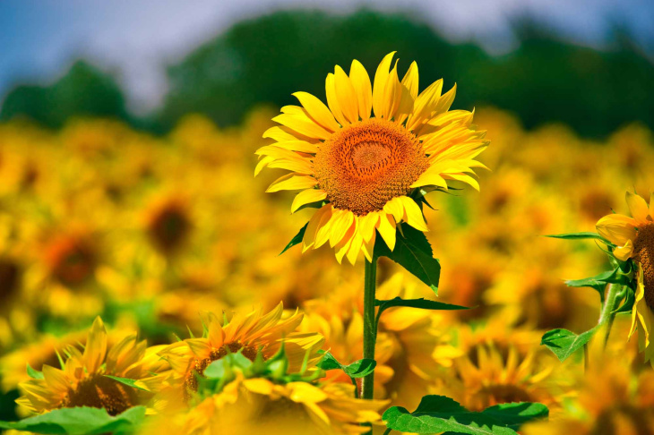 Siêu nét hình nền hoa hướng dương 4k Giúp cho tinh thần bạn sảng khoái hơn