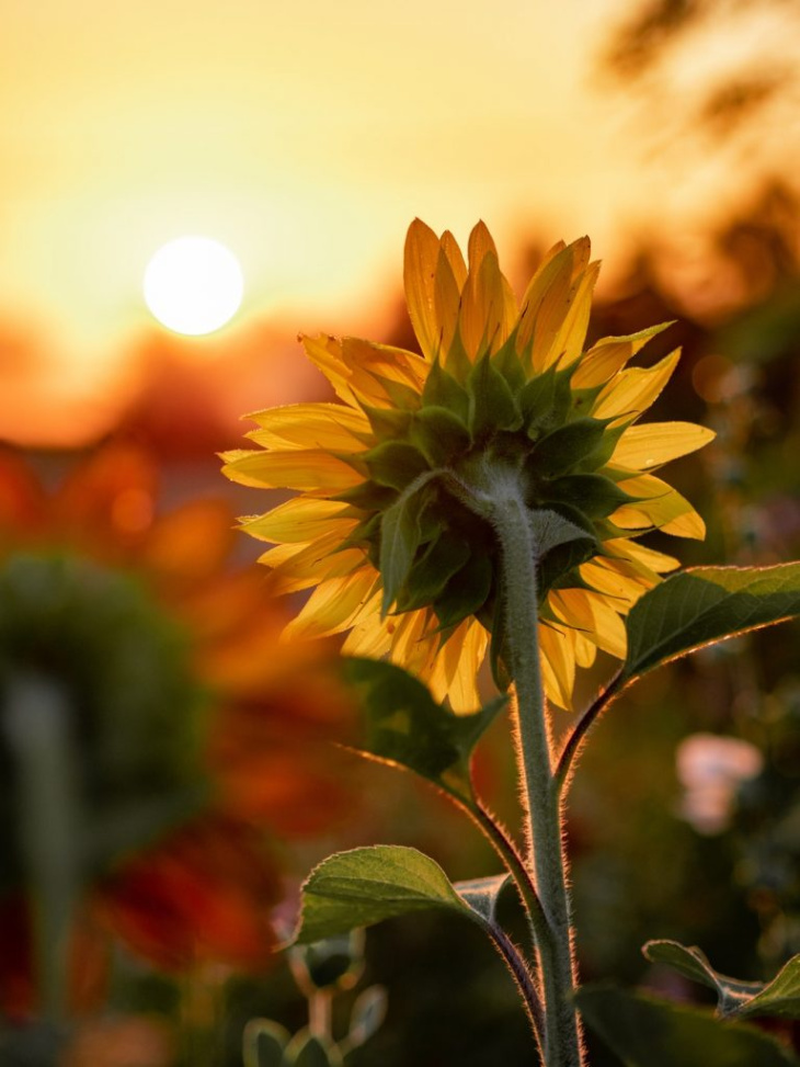 Hình nền hoa hướng dương giữa bầu trời đêm đầy sao #hinhnen #hinhanh  #anhdep #hinhnendienthoai #hi… | Sunflower wallpaper, Sunflower pictures,  Sunflowers background