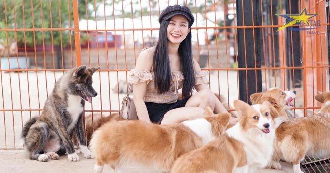 puppy farm đà lạt – thiên đường của những chú chó