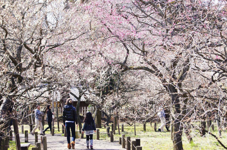 03 điểm ngắm hoa mơ đẹp ở Tokyo, Khám Phá