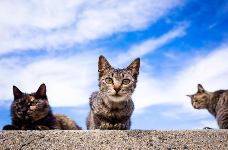 Mê mẩn với 12 đảo mèo tại Nhật Bản cho các con sen chính hiệu, Khám Phá