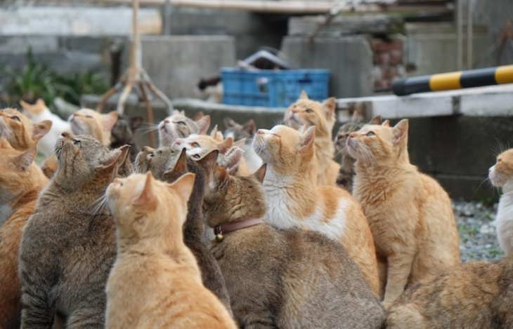 Mê mẩn với 12 đảo mèo tại Nhật Bản cho các con sen chính hiệu, Khám Phá