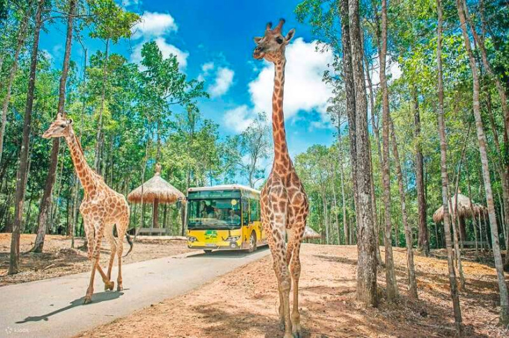 homestay, nhà đẹp, khám phá vinpearl safari phú quốc – khu vui chơi hot nhất 2023