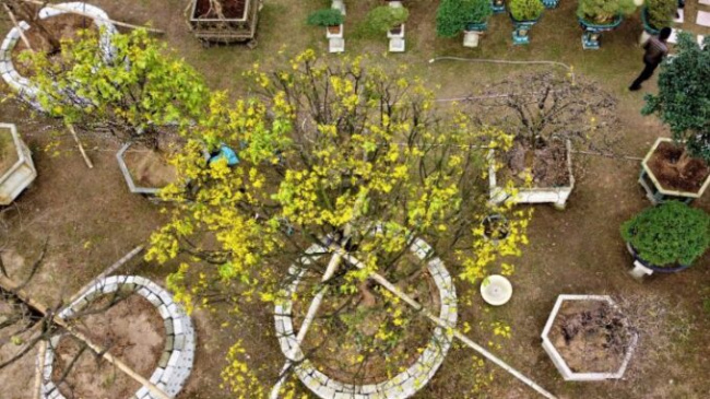 ancient apricot trees, ha tinh city, lunar new year 2023, thach quy ward, many ancient apricot trees over 100 years old have been introduced. these tomorrow apricot trees promise to be a huge source of income for gardeners