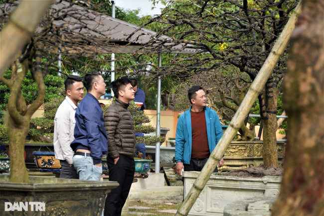 ancient apricot trees, ha tinh city, lunar new year 2023, thach quy ward, many ancient apricot trees over 100 years old have been introduced. these tomorrow apricot trees promise to be a huge source of income for gardeners