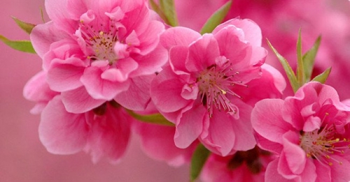 top 12 loài hoa ngày tết mang nhiều ý nghĩa may mắn nhất