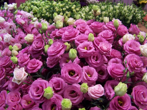 top 12 loài hoa ngày tết mang nhiều ý nghĩa may mắn nhất