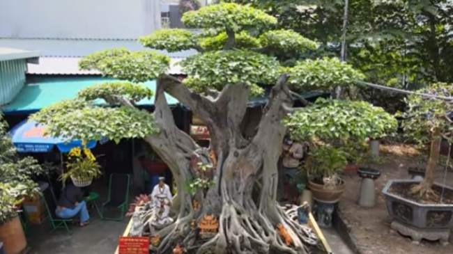 an giang, chau doc, super bonsai, amazed at the shape of a super plant that has been raised for 12 years, the giants paid millions of dollars and did not sell it