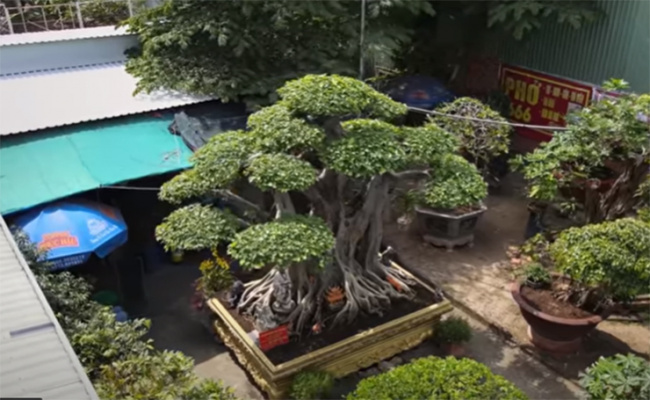 an giang, chau doc, super bonsai, amazed at the shape of a super plant that has been raised for 12 years, the giants paid millions of dollars and did not sell it