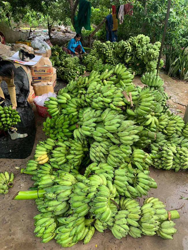 banana, ben tre, tet gift, cheap fruit, dried into a famous specialty of a region, sold as a popular tet gift