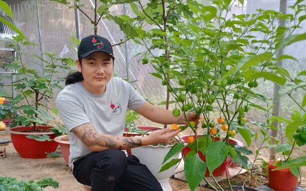 chili, da teh, planting a familiar plant that only sells seeds, 9x lam dong has a day to collect 30 million dong