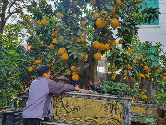 ancient pomelo, lac long quan street, pomelo tree, the pomelo tree is more than 50 years old, the customer wants to rent for $3,200, and the owner of the garden has not agreed