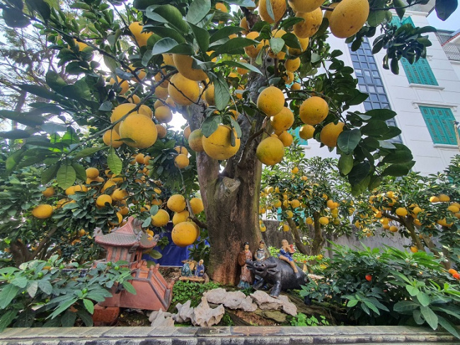 ancient pomelo, lac long quan street, pomelo tree, the pomelo tree is more than 50 years old, the customer wants to rent for $3,200, and the owner of the garden has not agreed