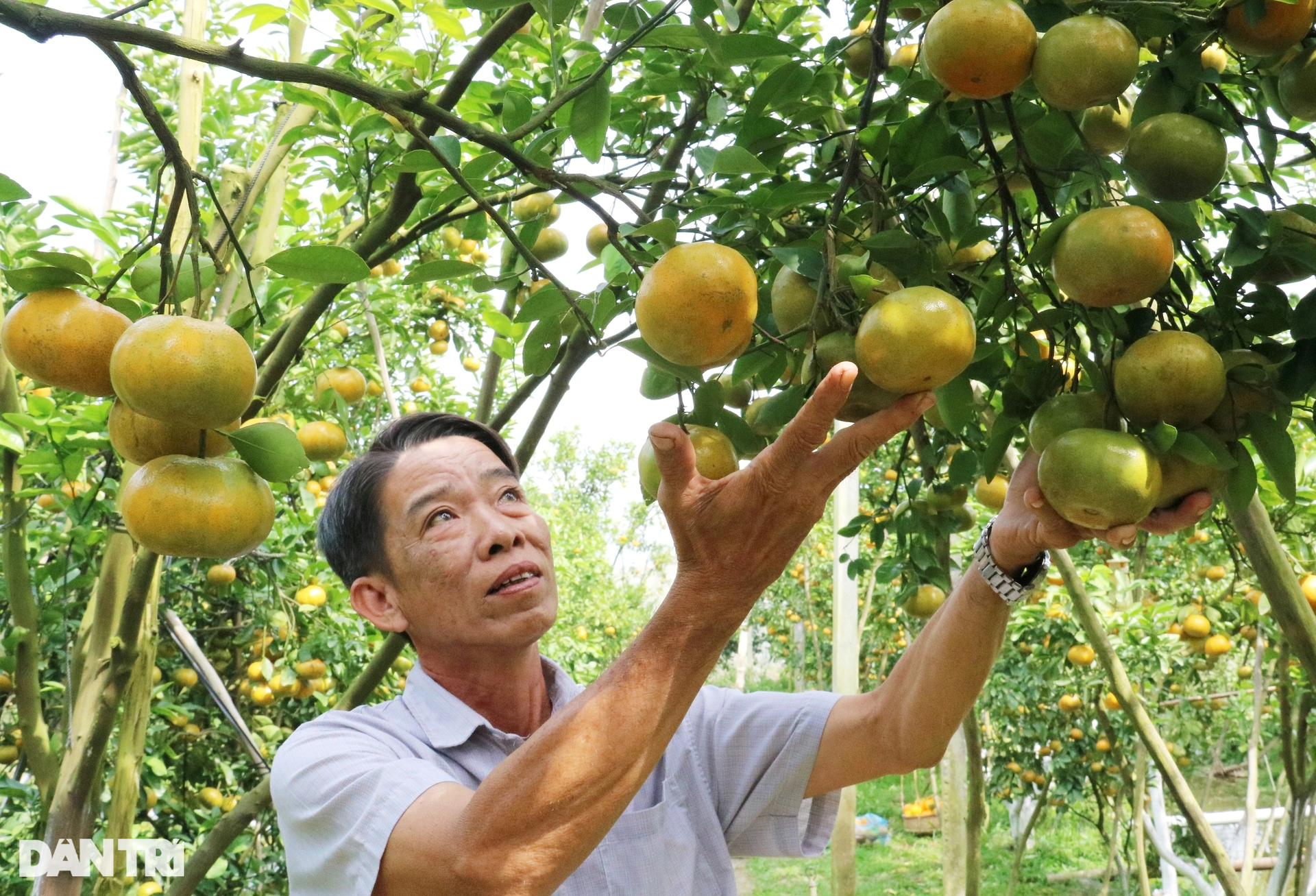 dong thap province, lai vung district, tangerine, “breaking into” tangerine orchards earns 50 times more than growing rice