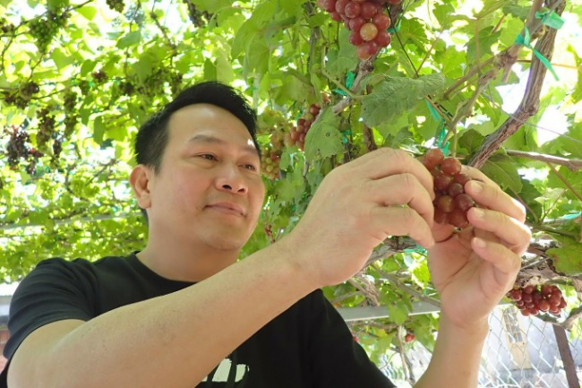 ninh phuoc district, phuoc thuan grape village, ninh thuan ornamental grapes in tet season