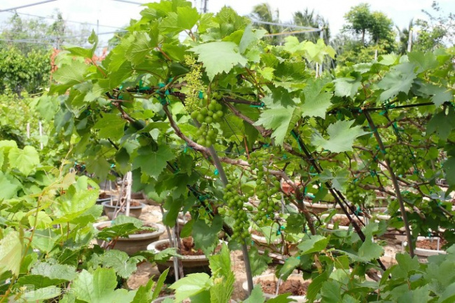 ninh phuoc district, phuoc thuan grape village, ninh thuan ornamental grapes in tet season