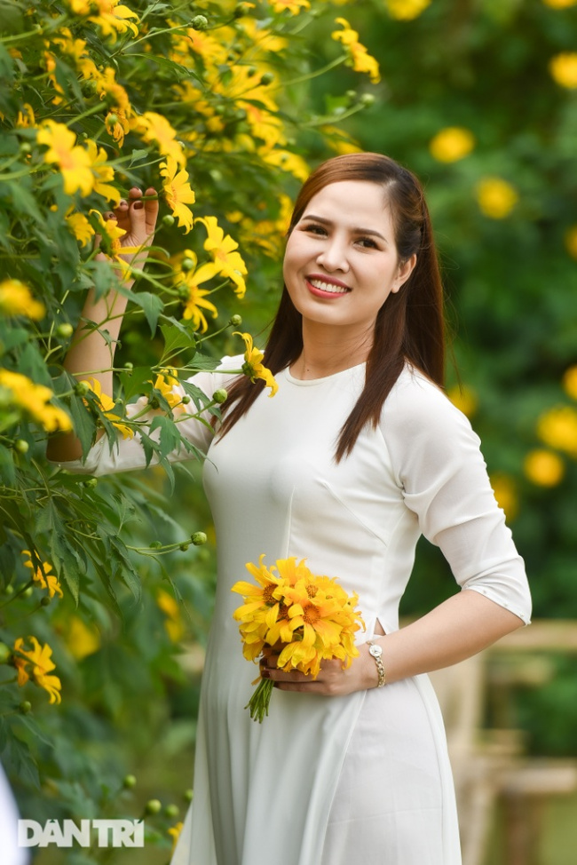 hanoi, northern tu liem, xuan dinh, see the wild sunflower garden of 200 trees covered in yellow in the heart of hanoi