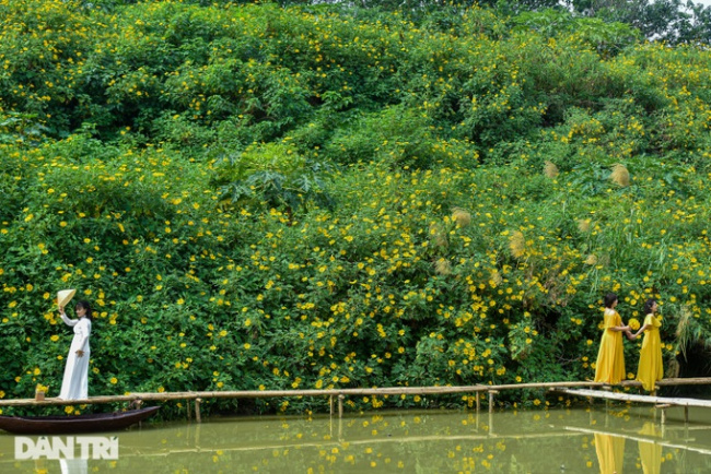 hanoi, northern tu liem, xuan dinh, see the wild sunflower garden of 200 trees covered in yellow in the heart of hanoi
