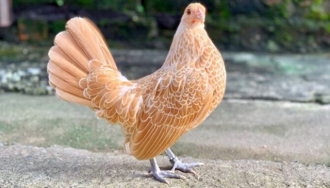 hanoi, ornamental chickens, strange, tet gifts, unique new year gifts: lion chicken cost tens of 500 usd