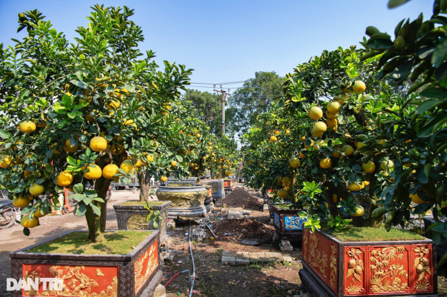 acting pomelos, da ton commune, dien pomelo tree 400 fruits, garden house in hanoi, gia lam district, hanoi, pomelo tree 400 fruit, unique 400-fruit dien pomelo tree for sale for 8000 usd in hanoi