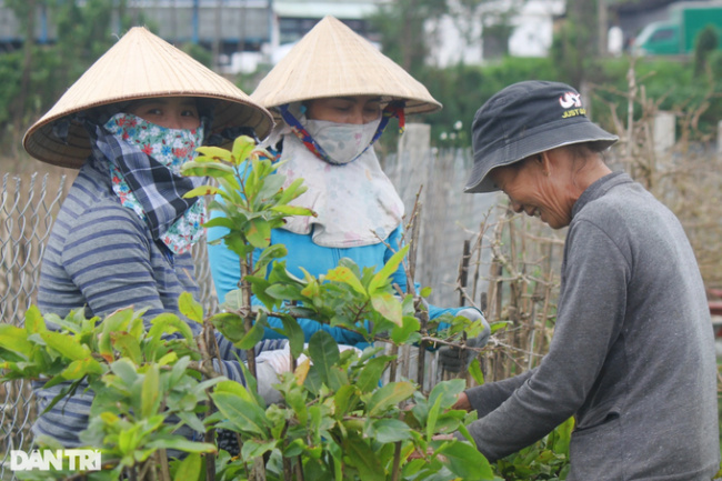 an nhon town, binh dinh province, golden apricot capital, pacify, pick apricot leaves, the profession of “changing clothes” for apricot blossom tet