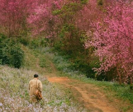 apricot blossoms, city center, dalat tourism, downtown, new year&039;s eve moment, pride, tuyen lam lake, at the beginning of the year, go “hunting flowers to bloom” in the beautiful mountains, full of flowers that make people wait all year to be photographed