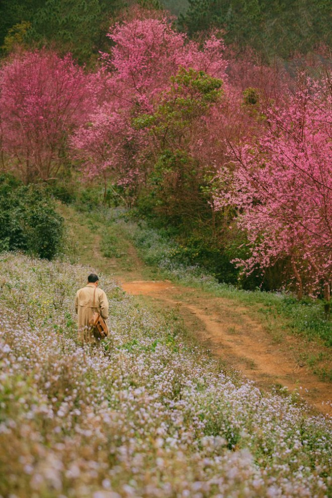apricot blossoms, city center, dalat tourism, downtown, new year&039;s eve moment, pride, tuyen lam lake, at the beginning of the year, go “hunting flowers to bloom” in the beautiful mountains, full of flowers that make people wait all year to be photographed