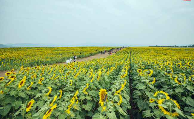 nghe an, nghia dan district, nghia lam commune, sun flower, sunflower field, sunflower fields attract visitors at the beginning of the year