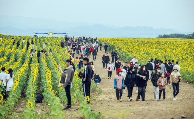 nghe an, nghia dan district, nghia lam commune, sun flower, sunflower field, sunflower fields attract visitors at the beginning of the year